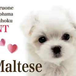 【 マルチーズ 】大人気ドワーフ体型！元気印の純白BOY！