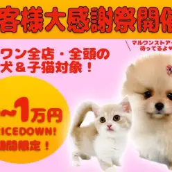 【 お客様大感謝祭開催 】ペットシーズン到来！推しの子見つけたらマルワンに集合！