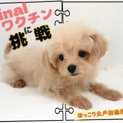 【 ほっこり北戸田通信Vol.3 】ファイナルワクチンに挑戦の巻