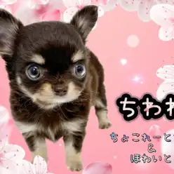 【 チワワ 】濃ゆいチョコタンホワイトの被毛を纏う可愛らしい小さめチワワちゃん！