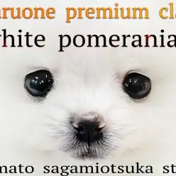 【 ポメラニアン 】最高の特別をアナタに！プレミアム認定の圧倒的カワイさの白ポメ