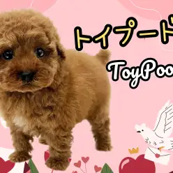 【 トイプードル 】飼いやすさ抜群の大人気犬種！毛の抜け難いカーリーヘア