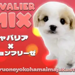 【 キャバション 】ブレナムスポットを持つ奇跡のスーパーレアMIXが聖地に登場！