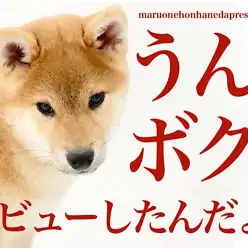 【 柴犬 】僕ね、お外の世界は楽しいことに気づいたよ!