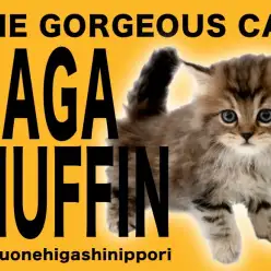 【 ラガマフィン 】エレガント＆グイグイ系にゃんこの全方向チェック！