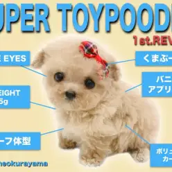 【 トイプードルアプリコット 】驚愕の体重345g！伝説のくまぷー再び降臨!?
