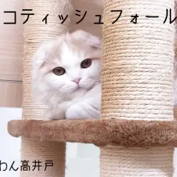 【 スコティッシュフォールド 】表情豊かで愛らしいレッドタビー＆ホワイトの男の子