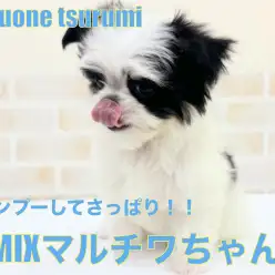 【 MIX 】2ndブログ！マルチワちゃんシャンプーに挑戦！！