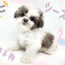 【 シーズー 】パパはJKCチャンピオン！楊貴妃も愛した生粋の愛玩犬！