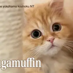 【 ラガマフィン 】柔らかい色合いの美猫、ラガマフィンの生後4ヶ月の今