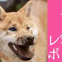 【 オフ会 】総勢20頭大集合！パックウォークで元気にお散歩！