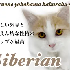 【 サイベリアン 】犬のような人懐っこさ！ギャップ満載にゃんこの成長記録