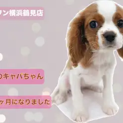 【 キャバリア・キングチャールズ・スパニエル 】生後3ヶ月！本日のキャバちゃん！