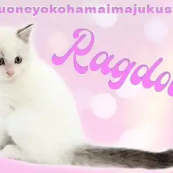 【 ラグドール 】ブルーポイントバイカラーの目ヂカラ最強な温厚ガールは初心者必見