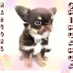 【 チワワ 】生後60日で628g！大人気チョコレート系の小さめな女の子！