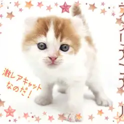 【 アメリカンカール 】ママはICCダブルチャンピオン！甘えん坊な男の子！