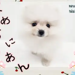 【 ポメラニアン 】生後60日で599g！大人気ホワイトカラーの小さめな女の子！