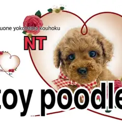 【 トイ・プードル 】悶絶級の可愛さ!濃いめのレッドカラーのパワフルガール