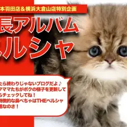 【 ペルシャ 】ほぼ2頭身ボディ！お顔ぺったんペルシャちゃんの可愛い成長日記