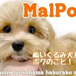 【 MIX 】大人気ミックス犬マルプー！ぬいぐるみ感増し増しの成長記録