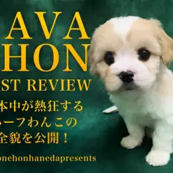 【 キャバション 】日本中が熱狂するスーパーハーフわんこの全貌を大公開！