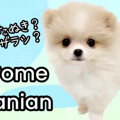 【 ポメラニアン 】たぬき顔×ショートバック体型！理想的なアザラシポメちゃん！