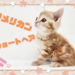 【 アメリカンショートヘア 】性格良し！お顔良し！レッドタビーの女の子！