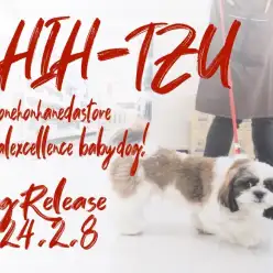 【 シーズー 】超初心者に最適！異次元レベルの成長を遂げる最高の逸材！