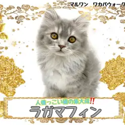 【 ラガマフィン 】最古と近代の人懐っこ猫の血統を持つ子猫