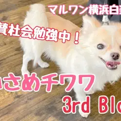 【 チワワ 】絶賛社会勉強中！なんでも上手にこなしちゃう小さめチワワちゃん