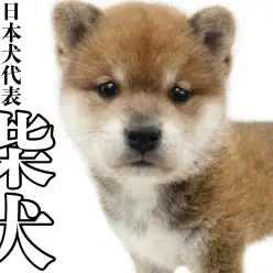 【 柴犬 】可愛らしさの中にある勇ましさ、これぞ古き良き日本犬!柴犬なのだ!