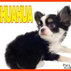 【 チワワ 】 超小型犬代表！小さめ手乗りサイズの優秀わんこがやってきた！