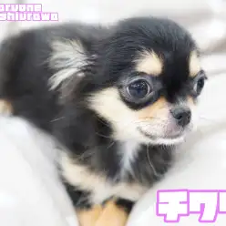 【 チワワ 】短めマズルの最強ベビーフェイス！人気のブラックタンカラーの女の子！