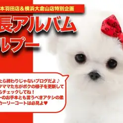 【 マルプー 】柔らかい被毛が美しいマルプーちゃんの成長日記