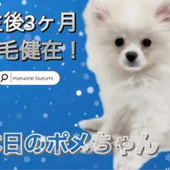 【 ポメラニアン 】お父さんは有名なチャオリヤ犬舎（CHAO RI TA)出身！2ndブログ！