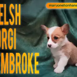 【 コーギー 】純真無垢の瞳は明るさ満点！社交性抜群おりコーギー！