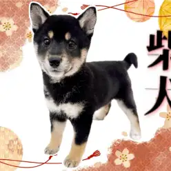 【 柴犬 】和の魅力がたっぷり!世界中で根強い人気を持つ和犬が北戸田店に登場!