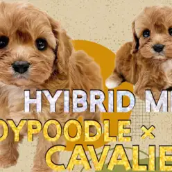 【 MIX犬 】ハイブリッドMIX犬！プーキャバちゃんの人気の秘密をご紹介！