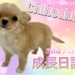 【チワワ】2ndブログ、成長日記！！