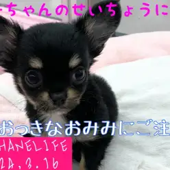 【チワワ成長ログ】おっきなお耳がトレードマーク!