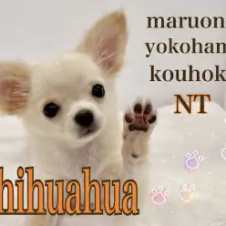 【 チワワ 】ウルウル瞳のフェミニンガール!チワワちゃんの生後98日