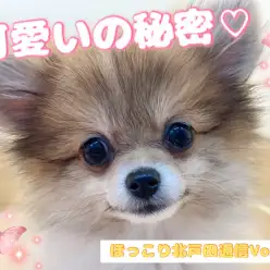 【 ほっこり北戸田通信Vol.23 】パーティポメちゃんの秘密