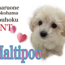 【 ミックス 】大人気マルプー、ふんわりクリームカラーの女の子