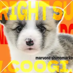 【 コーギー 】リズミカルに歩く姿が可愛すぎる！スタミナ＆愛嬌満載の女の子！