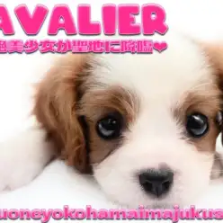 【 キャバリア 】タレ目な困り顔の癒し系！ブレンハイムの女の子が聖地に降臨！