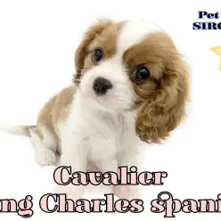 【 キャバリア 】甘えん坊で愛嬌たっぷり！温もり溢れるブレンハイムカラーの女の子