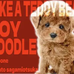 【 トイプードル 】可愛いに限界なし！ディープレッドの被毛を纏ったテディベア犬？