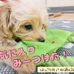 【 ほっこり北戸田通信Vol.7 】お気に入りのおもちゃはフリスビー