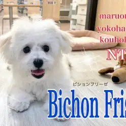 【 ビションフリーゼ 】生後108日、愛嬌たっぷりに成長中の綿あめ犬！