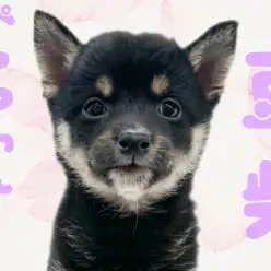 【 豆柴 】美しき黒のコントラスト！人馴れ抜群の明るい女の子がやってきました！